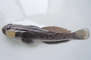 Nackthalsgrundel (Babka gymnotrachelus)