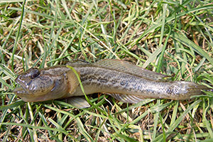 Nackthalsgrundel (Babka gymnotrachelus)