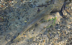 Bachforelle (Salmo trutta fario)