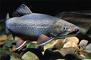 Bachsaibling (Salvelinus fontinalis)