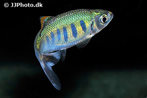Ozolabärbling (Barilius ardens)