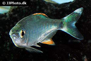 Barilius malabaricus