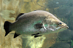 Barramundi (Lates calcarifer)