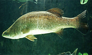 Barramundi