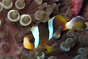 Barriereriff-Anemonenfisch (Amphiprion akindynos)
