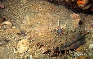 Eastern frogfish (Batrachomoeus dubius)