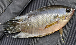 Malay combtail (Belontia hasselti)