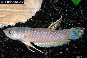 Betta antoni