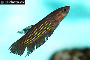 Betta bellica