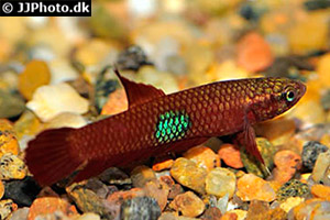 Betta brownorum