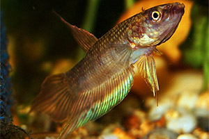 Langflossenkampffisch (Betta dimidiata)