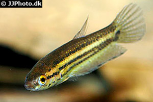 Ediths Kampffisch (Betta edithae)