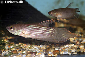 Dunkler Maulbrüter-Kampffisch (Betta fusca)