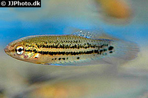 Friedlicher Kampffisch (Betta imbellis)