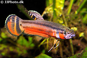 Großmaul-Kampffisch (Betta macrostoma)