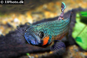 Großmaul-Kampffisch (Betta macrostoma)