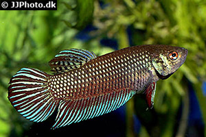 Betta mahachaiensis