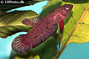 Betta miniopinna