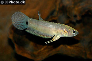 Betta ocellata