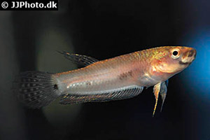 Betta pallifina
