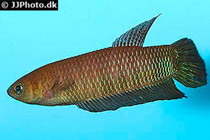 Betta simorum