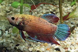 Siamesischer Kampffisch (Betta splendens)