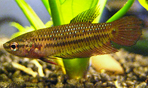 Roter Kampffisch (Betta tussyae)