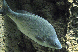 Australischer Silberbarsch (Bidyanus bidyanus) Australischer Silberbarsch (Bidyanus bidyanus)