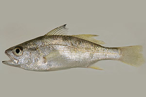 Australischer Silberbarsch (juvenil) Australischer Silberbarsch (juvenil)