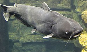 Blauer Katzenwels (Ictalurus furcatus)