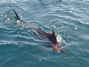 Atlantischer Blaue Marlin - heber:Lsuff - Lizenz:CC BY-SA 3.0