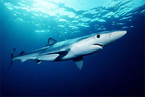 Blauhai (Carcharhinus glaucus)