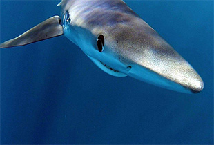 Blauhai (Carcharhinus glaucus)