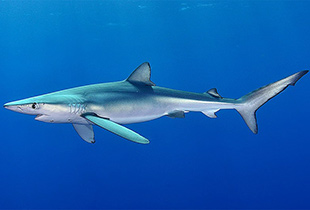 Blauhai (Carcharhinus glaucus)