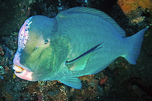 Büffelkopf-Papageifisch (Bolbometopon muricatum)