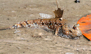 Blue-spotted Mudskipper (Boleophthalmus boddarti)