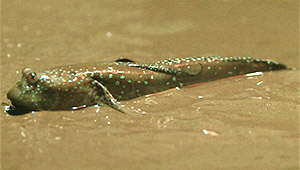 Great blue spotted mudskipper (Boleophthalmus pectinirostris)