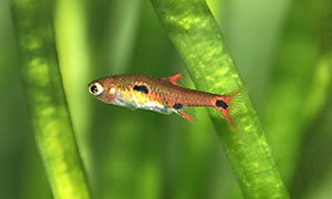Zwergbärbling (Boraras maculatus)
