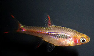 Goldfleck-Zwergbärbling (Boraras merah)