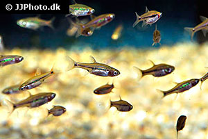 Schwanzfleckbärbling (Boraras urophthalmoides)