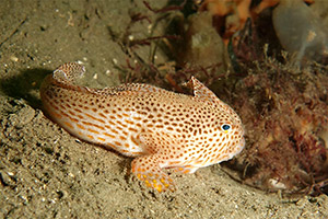 Brachionichthys hirsutus Brachionichthys hirsutus