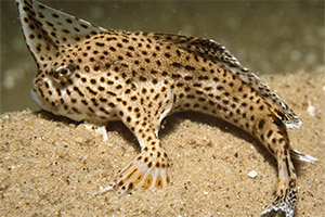 Brachionichthys hirsutus Brachionichthys hirsutus