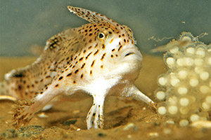 Brachionichthys hirsutus Brachionichthys hirsutus