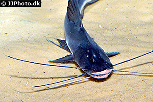 Breitflossen Spatelwels (Brachyplatystoma platynemum)