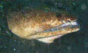 Sterngucker-Schlangenaal (Brachysomophis cirrocheilos)