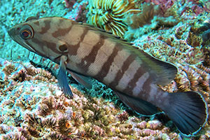 Braungestreifter Zackenbarsch (Cephalopholis boenak)
