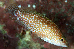 Braunpunkt-Zackenbarsch (Epinephelus chlorostigma)