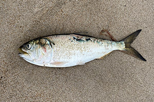 Atlantischer Menhaden (Brevoortia tyrannus) Atlantischer Menhaden (Brevoortia tyrannus)