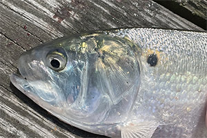 Atlantischer Menhaden (Brevoortia tyrannus) Atlantischer Menhaden (Brevoortia tyrannus)