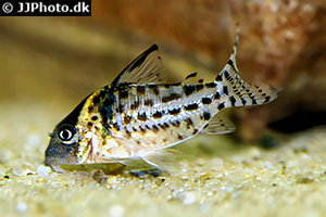 Silberstreifen-Panzerwels (Brochis agassizii)
